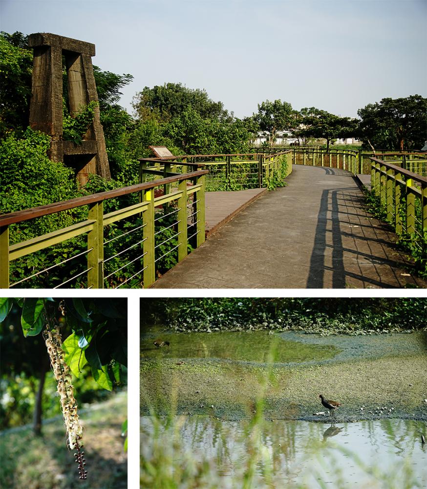 九番埤濕地公園遊園步道在冬日暖陽之下,散步十分舒爽愜意。(攝影/曾信耀) 九番埤濕地公園遊園步道在冬日暖陽之下,散步十分舒爽愜意。(攝影/曾信耀)