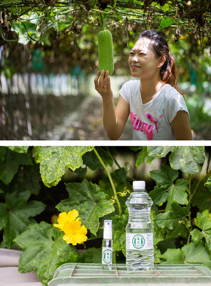陳雅玲將「陳家絲瓜水」經營得有聲有色。(攝影/連偉志) 陳雅玲將「陳家絲瓜水」經營得有聲有色。(攝影/連偉志)