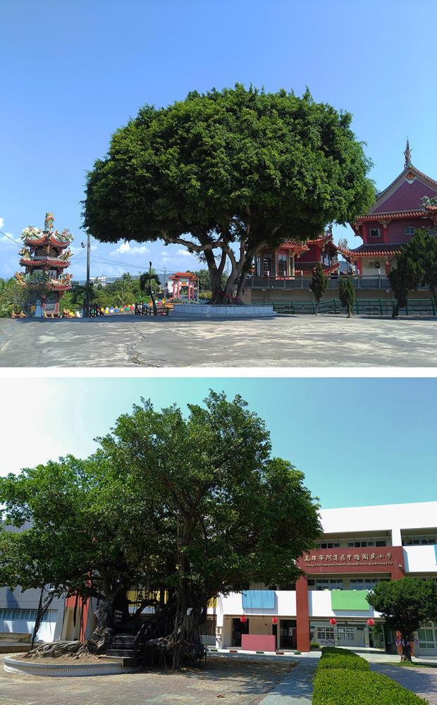 上:石安三奶宮榕樹。下:中路國小內的榕樹。(攝影/葉郁琪) 上:石安三奶宮榕樹。下:中路國小內的榕樹。(攝影/葉郁琪)