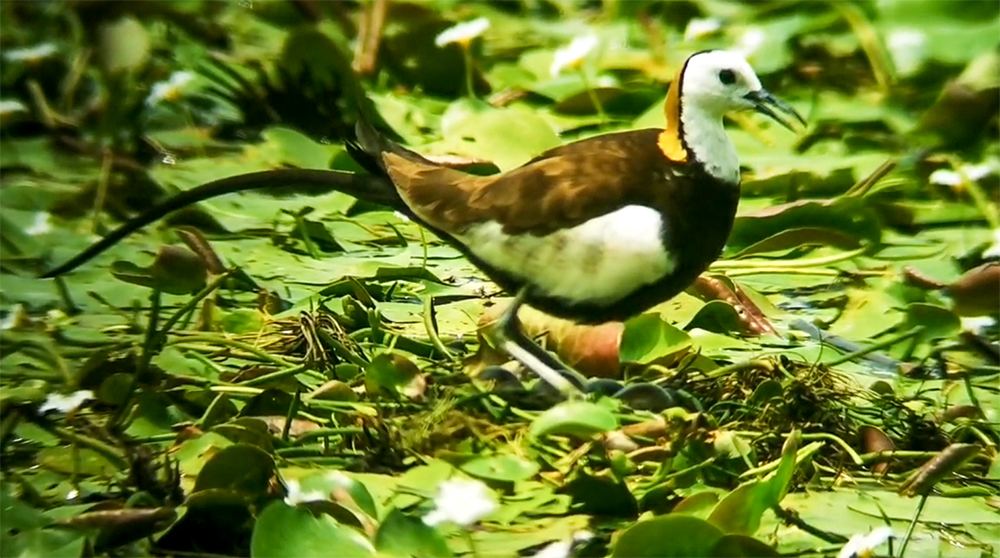 高雄鳥會調查舊鐵橋濕地已發現逾140種鳥類築巢留居,有凌波仙子之稱的水雉更是濕地嬌客。(圖片提供/上:中華紙漿久堂廠;下:高雄鳥會志工曾清風) 高雄鳥會調查舊鐵橋濕地已發現逾140種鳥類築巢留居,有凌波仙子之稱的水雉更是濕地嬌客。(圖片提供/上:中華紙漿久堂廠;下:高雄鳥會志工曾清風)