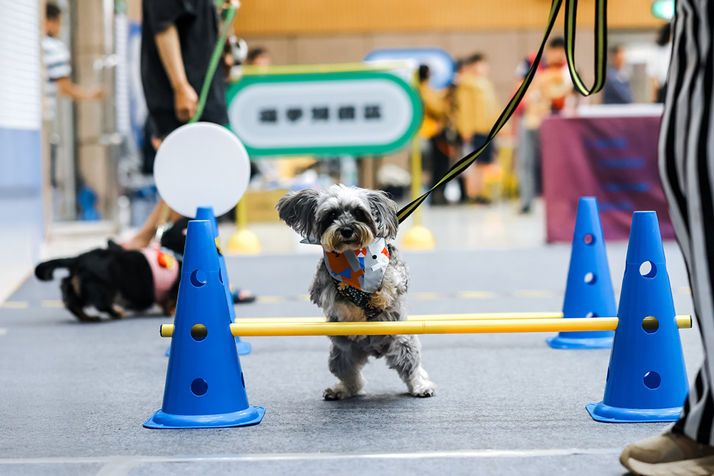 「2024好伴bàn毛孩嗷運會」系列活動最終場「犬力衝刺障礙賽」, 40位毛孩選手勇闖八道關卡全力衝刺。(圖片提供/高雄市動保處) 「2024好伴bàn毛孩嗷運會」系列活動最終場「犬力衝刺障礙賽」, 40位毛孩選手勇闖八道關卡全力衝刺。(圖片提供/高雄市動保處)