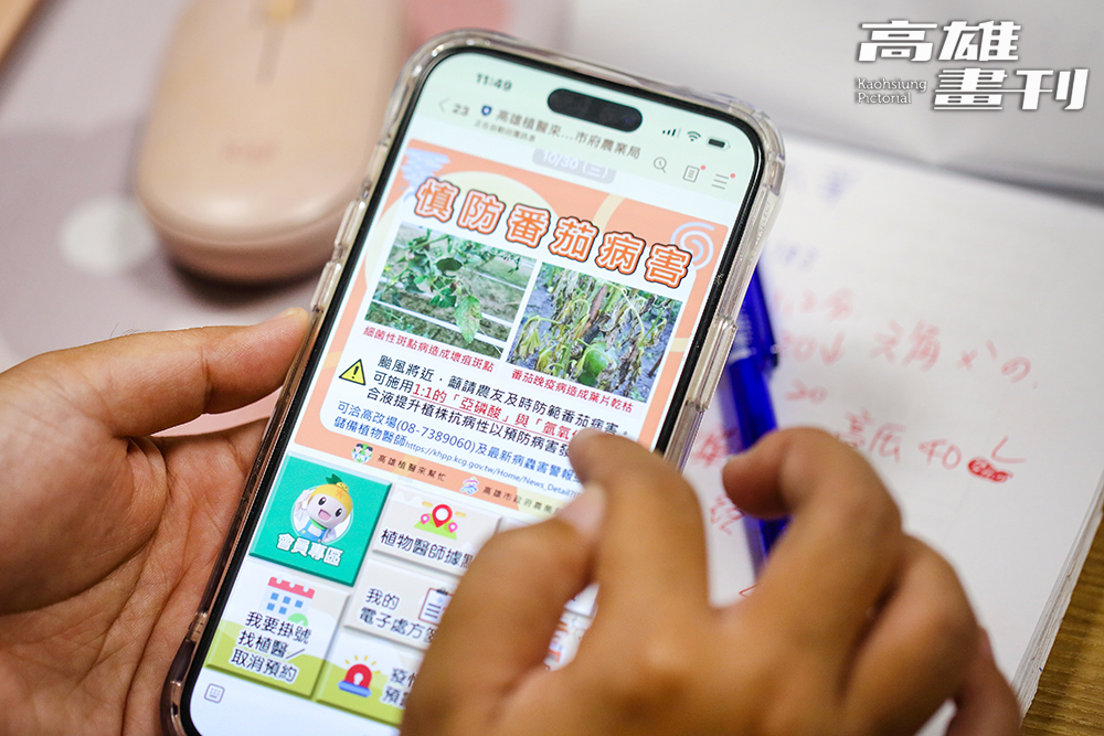 如遇到連日風雨時,農業局也會透過系統推播番茄的細菌性斑點防治資訊,提醒番茄農民要留意。(攝影/Carter) 如遇到連日風雨時,農業局也會透過系統推播番茄的細菌性斑點防治資訊,提醒番茄農民要留意。(攝影/Carter)