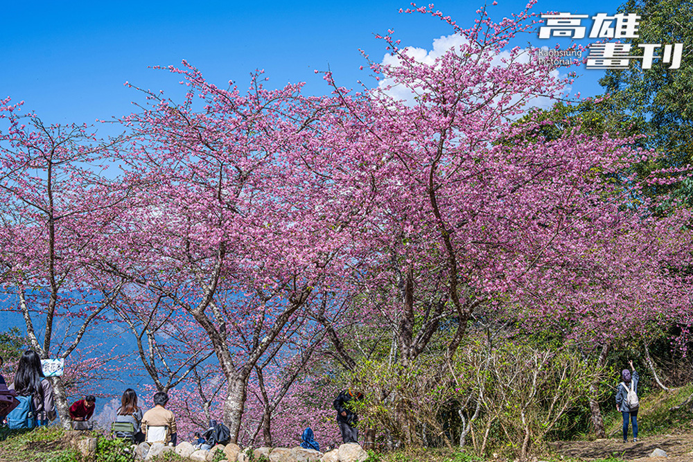 寶山二集團櫻花公園的八重櫻從1月中旬開始盛開,編織成浪漫的粉色櫻花海。(攝影/黃敬文) 寶山二集團櫻花公園的八重櫻從1月中旬開始盛開,編織成浪漫的粉色櫻花海。(攝影/黃敬文)