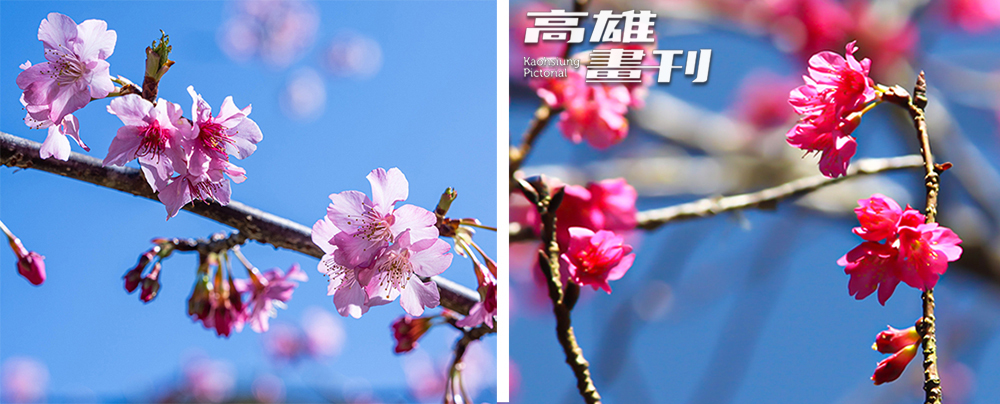 討喜粉色的河津櫻(左:攝影/黃敬文)與重瓣華麗的八重櫻(右:攝影/李瑰嫻)。 討喜粉色的河津櫻(左:攝影/黃敬文)與重瓣華麗的八重櫻(右:攝影/李瑰嫻)。