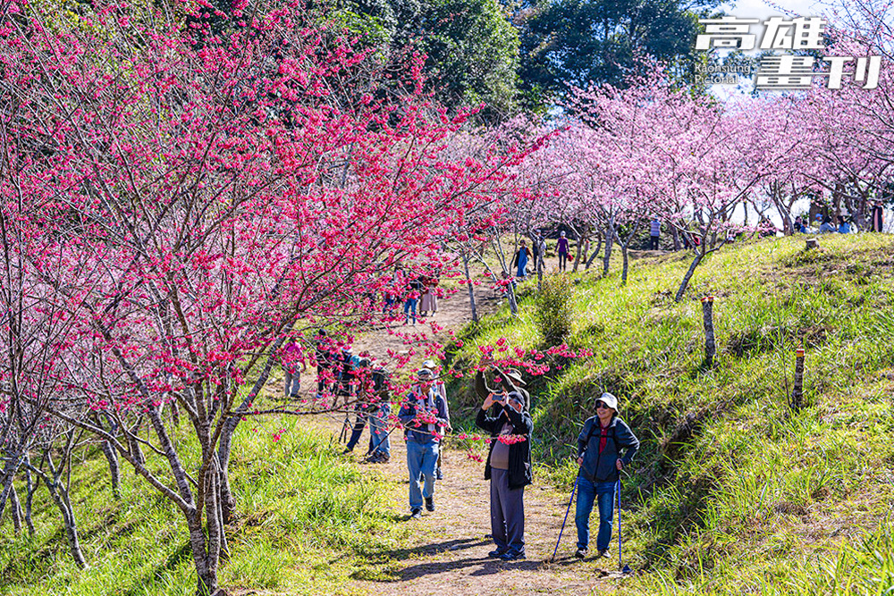 寶山二集團櫻花公園。(攝影/黃敬文) 寶山二集團櫻花公園。(攝影/黃敬文)