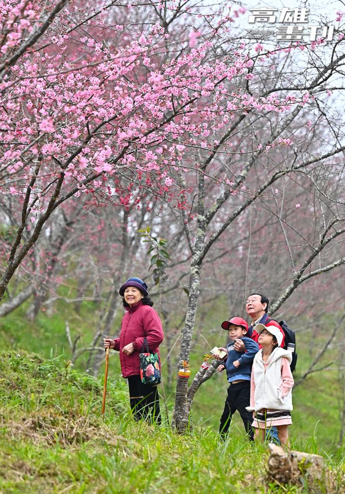 寶山二集團櫻花優美,成了春天必訪的賞花聖地。(攝影/Carter) 寶山二集團櫻花優美,成了春天必訪的賞花聖地。(攝影/Carter)
