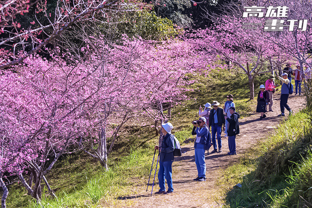 櫻花公園內近5千棵櫻花交替綻放,從1月中到3月都能欣賞到不同品種的櫻花。(攝影/黃敬文) 櫻花公園內近5千棵櫻花交替綻放,從1月中到3月都能欣賞到不同品種的櫻花。(攝影/黃敬文)