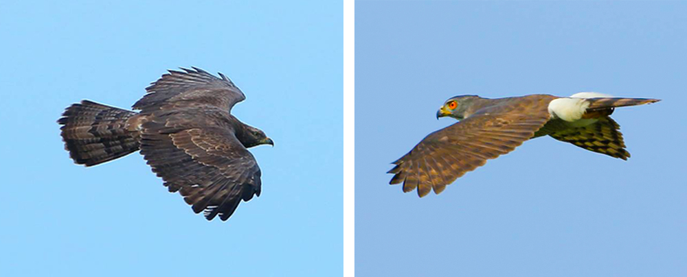 左上為灰面鵟鷹、右上為白肩雕幼鳥、左下東方蜂鷹、右下為鳳頭蒼鷹。(圖片提供/鄧柑謀) 左上為灰面鵟鷹、右上為白肩雕幼鳥、左下東方蜂鷹、右下為鳳頭蒼鷹。(圖片提供/鄧柑謀)