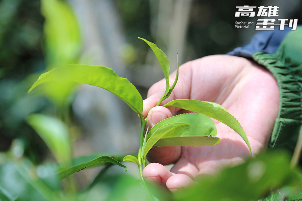 以臺灣山茶為基底微批次釀造的康普茶，每一桶釀造就是一個宇宙。(攝影/Carter)