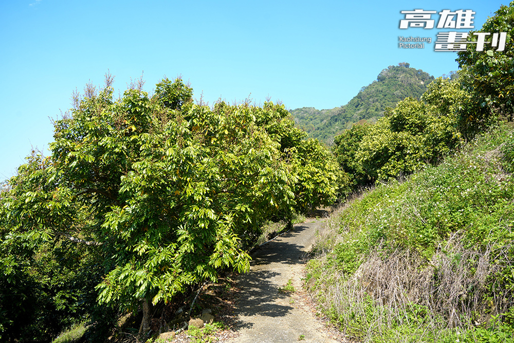 卡爾波農莊的咖啡園以友善環境的方式種植,力慧雯上山巡視時常常看見小動物。(攝影/Cindy Lee) 卡爾波農莊的咖啡園以友善環境的方式種植,力慧雯上山巡視時常常看見小動物。(攝影/Cindy Lee)