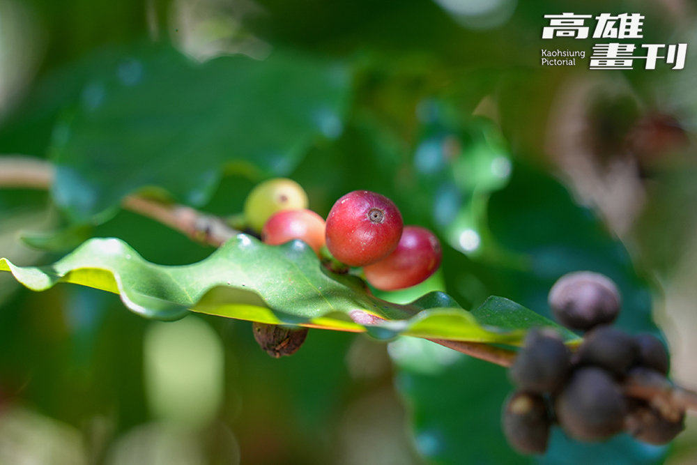 咖啡樹種於龍眼樹下,以阿拉比卡品種的肯亞SL34和鐵比卡(Typica)為主。(攝影/Cindy Lee) 咖啡樹種於龍眼樹下,以阿拉比卡品種的肯亞SL34和鐵比卡(Typica)為主。(攝影/Cindy Lee)