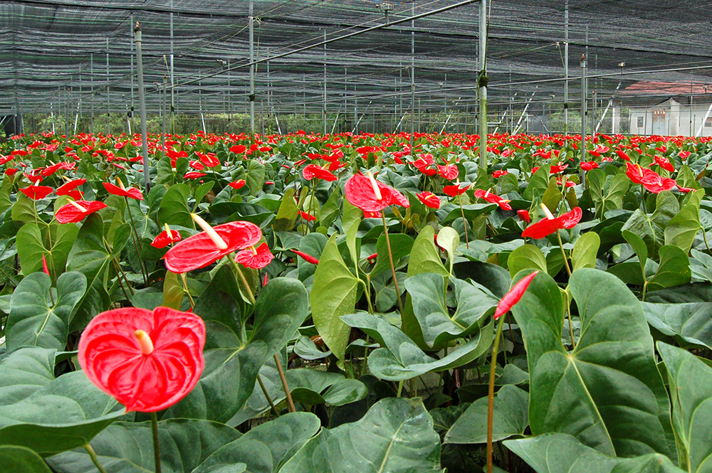 火鶴花屬於網室栽培,一年四季都開花。(照片提供/真美花園) 火鶴花屬於網室栽培,一年四季都開花。(照片提供/真美花園)