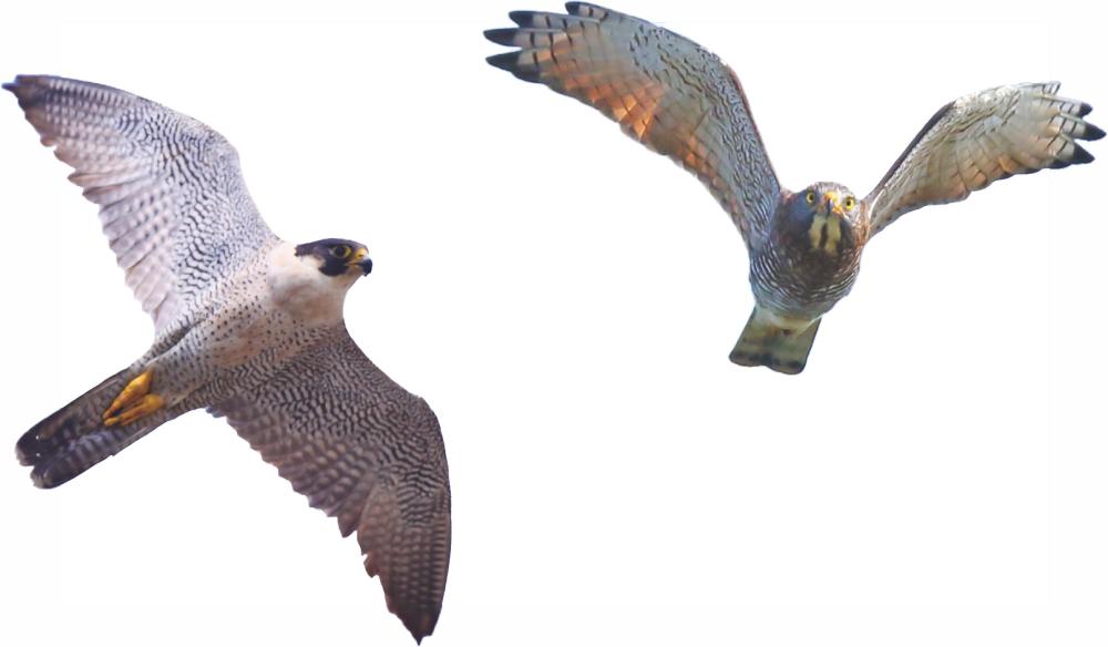 Photos courtesy of Kaohsiung Wild Bird Society Photos courtesy of Kaohsiung Wild Bird Society