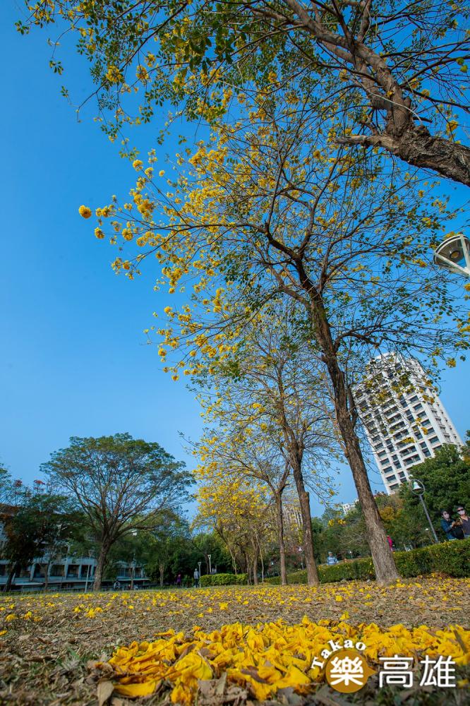 飄落地面的黃色風鈴木也是美景。（攝影／新聞局黃敬文；拍攝地點／新莊仔路旁河堤公園）