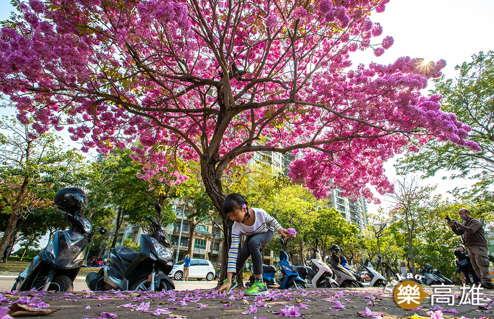 充滿少女心的洋紅風鈴木，更添春意。（攝影／新聞局黃敬文；拍攝地點／民裕街民權國小旁）