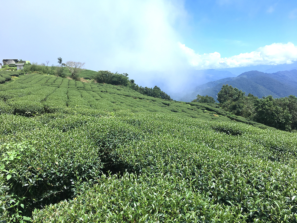 寶山茶園。(照片提供/桃源區公所) 寶山茶園。(照片提供/桃源區公所)