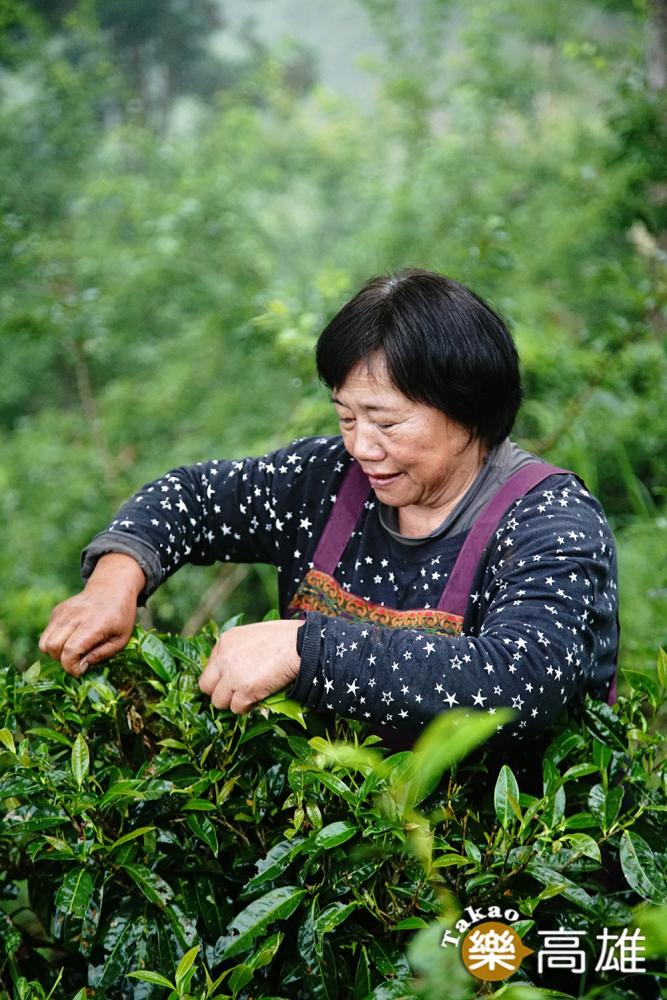 每年春季是寶山部落原生茶主要的採收季節。(攝影/曾信耀) 每年春季是寶山部落原生茶主要的採收季節。(攝影/曾信耀)