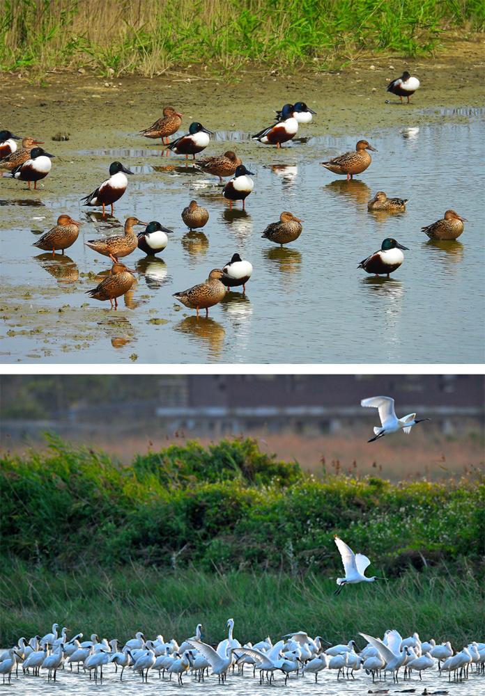 茄萣濕地有豐富的資源,水鳥、魚類和紅樹林生態皆可觀得。(圖片提供/高雄市茄萣區觀光發展協會) 茄萣濕地有豐富的資源,水鳥、魚類和紅樹林生態皆可觀得。(圖片提供/高雄市茄萣區觀光發展協會)