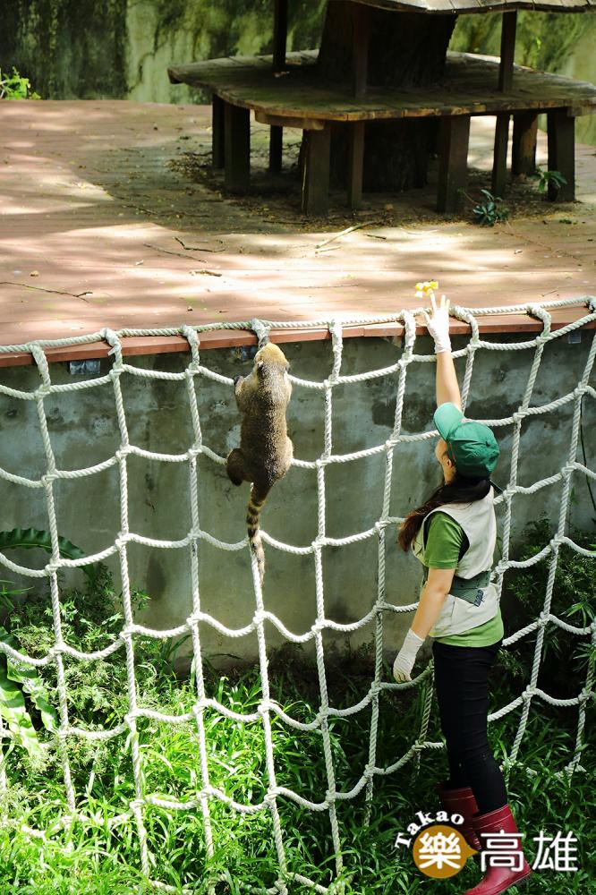 壽山動物園第一次迎來長鼻浣熊、黑肚綿羊與藍冠鴿，目前僅有長鼻浣熊開放參觀。（攝影/Carter）