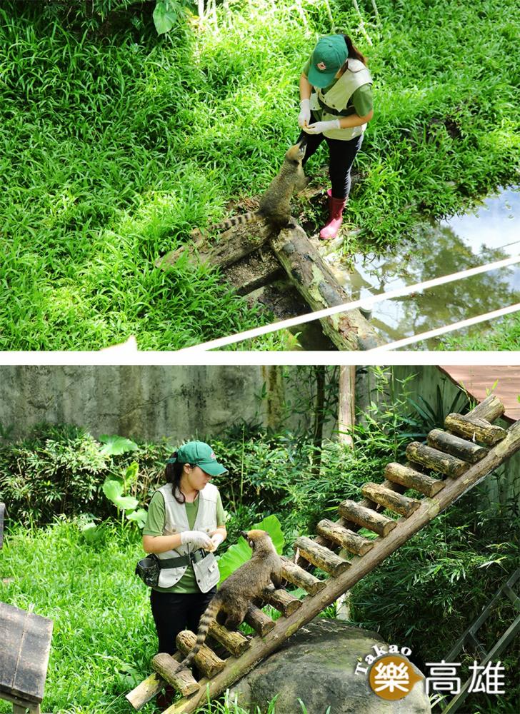 保育員利用食物讓長鼻浣熊攀爬，讓動物行為更豐富。（攝影/Carter）