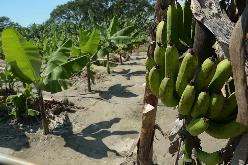 旗山區滿布結實纍纍的香蕉園。（貓手香工作室‧攝影）