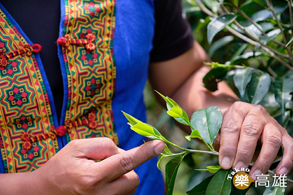 茶園主人拿普解說一心二葉的採茶步驟。（攝影/林衍億）