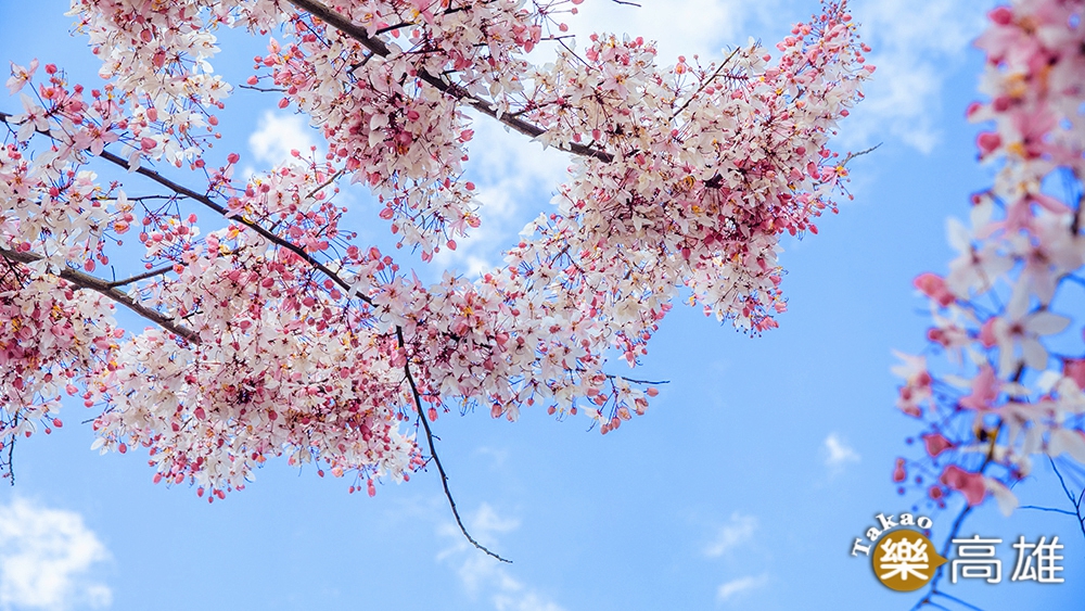 花旗木,又名「桃紅陣雨樹」,遠看如櫻花。(攝影/蔡嘉瑋) 花旗木,又名「桃紅陣雨樹」,遠看如櫻花。(攝影/蔡嘉瑋)