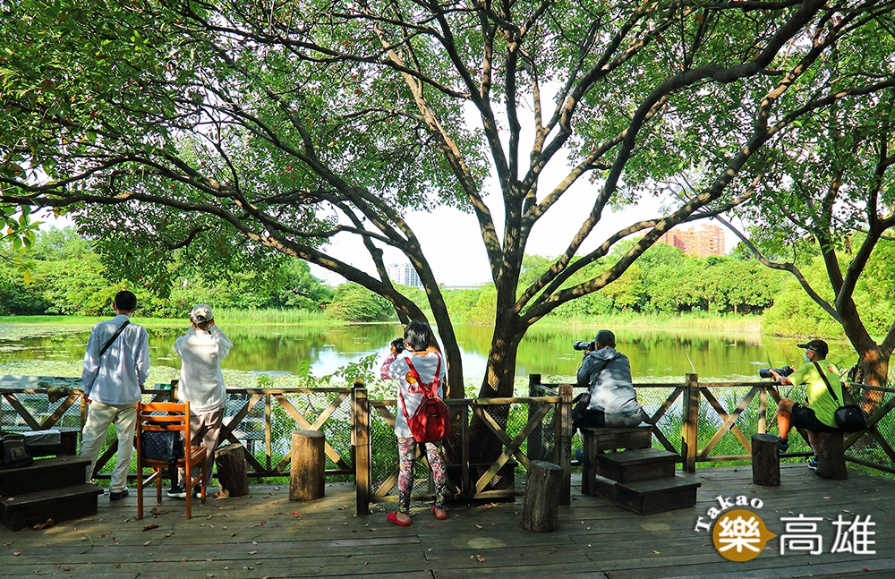 洲仔濕地公園是高雄都會區的自然教室，民眾可預約導覽進入環境教育區，近距離欣賞各種生物。（攝影/Carter）