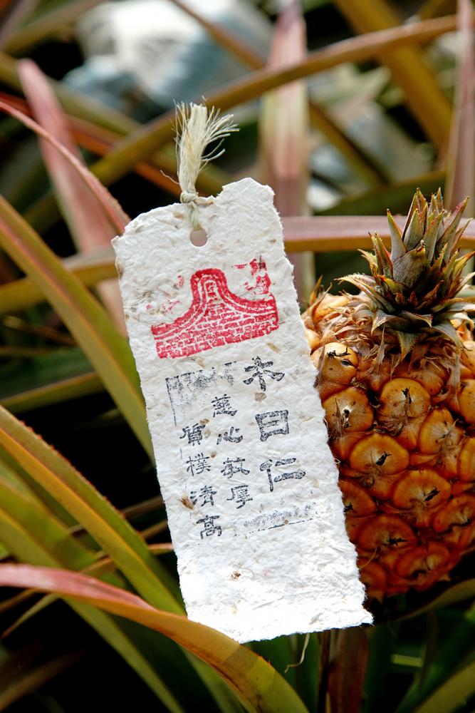 利用鳳梨纖維造紙,做成明信片、書籤。 利用鳳梨纖維造紙,做成明信片、書籤。