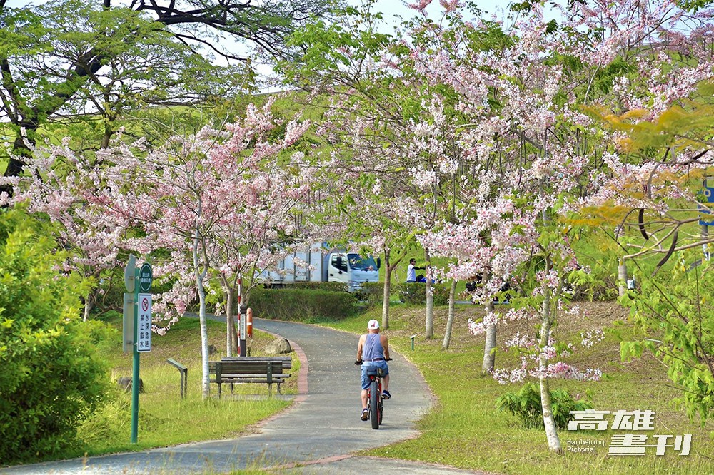 阿公店自行車道每逢春季,花旗木炸開粉紅大道,總是吸引無數遊客驅車前往朝聖。(攝影/Carter) 阿公店自行車道每逢春季,花旗木炸開粉紅大道,總是吸引無數遊客驅車前往朝聖。(攝影/Carter)