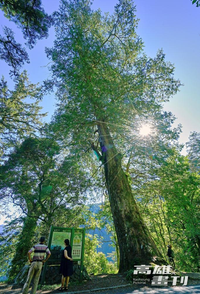 公路行經檜谷區段，兩旁巨木參天，空氣冷冽冰涼，在植物的簇擁下，呼吸也是種享受。(攝影/Cindy Lee)