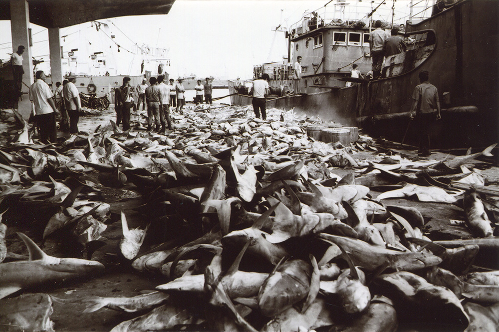 鼓山魚市場過去曾是臺灣捕撈鮪魚、烏魚、鯊魚等魚貨重要集散地；照片拍攝於民國61年。(圖片提供/高雄市立歷史博物館)