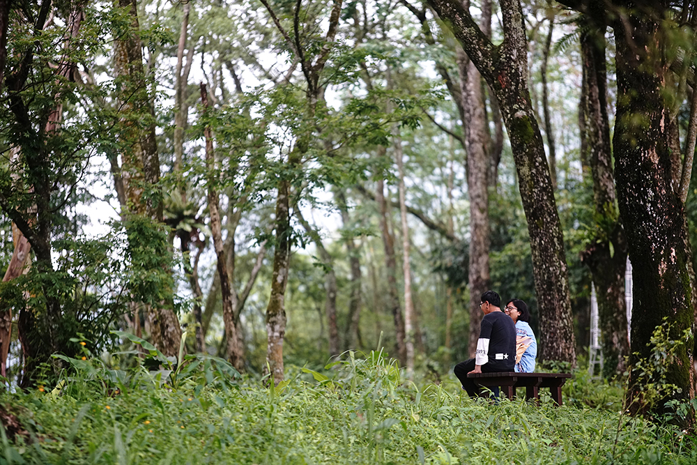 樟樹林森林浴,沐浴大自然芬多精。 樟樹林森林浴,沐浴大自然芬多精。