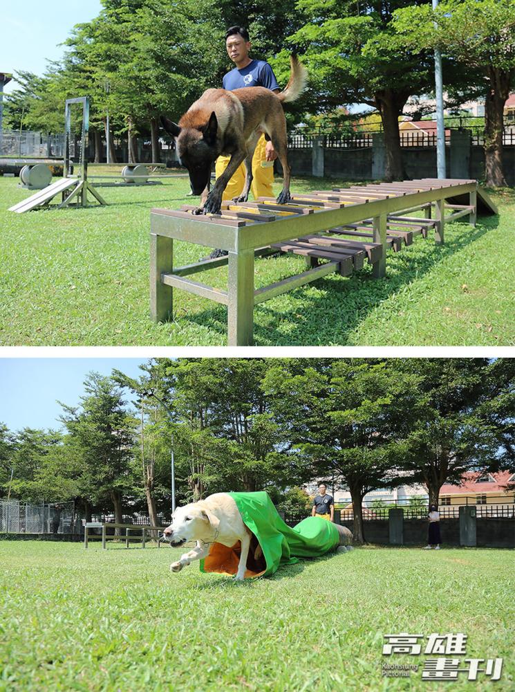 搜救犬平時進行的「服從」訓練項目包含穿越獨木橋、木梯、和隧道等模擬地形。(攝影/Carter) 搜救犬平時進行的「服從」訓練項目包含穿越獨木橋、木梯、和隧道等模擬地形。(攝影/Carter)