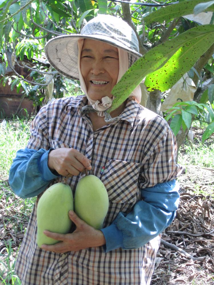 金煌芒果多以採收硬果為主,再進行催熟。 金煌芒果多以採收硬果為主,再進行催熟。