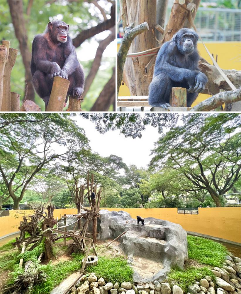 黑猩猩美珍(左上)與莉忠(右上)開心入厝新家，開放式看臺讓遊客可以和牠們「眼神對視」。(圖片提供/高雄市壽山動物園)