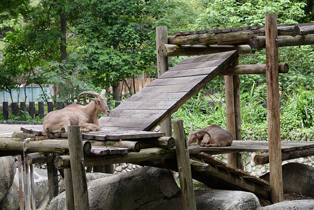 壽山動物園可愛的動物們。