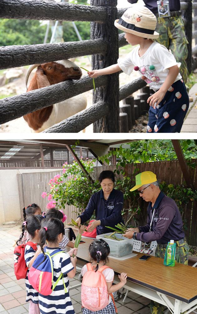 兒童牧場每天兩個時段開放小朋友餵食動物。 兒童牧場每天兩個時段開放小朋友餵食動物。