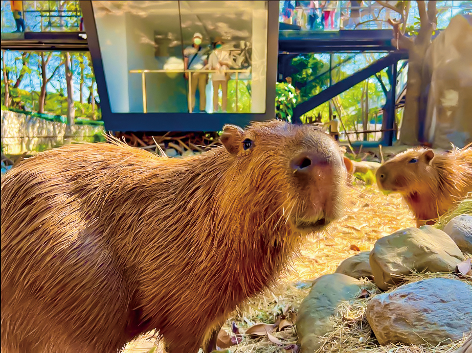 写真提供：高雄市寿山動物園(撮影：林雲霜)