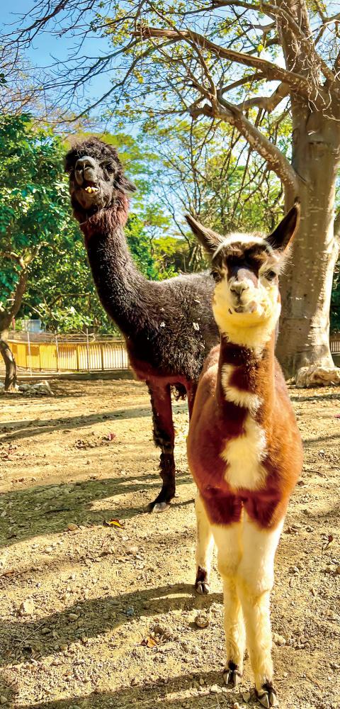 写真提供：高雄市寿山動物園(撮影：林雲霜)